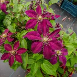 Powojnik Clematis Wielkokwiatowy Westerplatte
