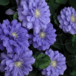 Powojnik Clematis Wielkokwiatowy Pełny Kiri Te Kanava