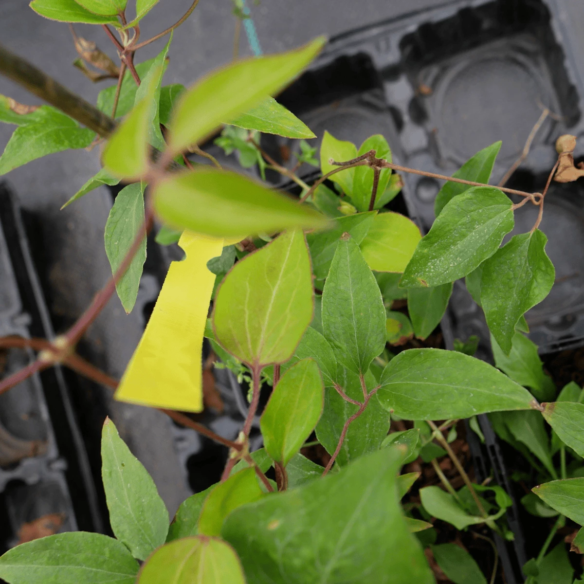 Powojnik Clematis Wielkokwiatowy Pełny Mazury - obrazek 5