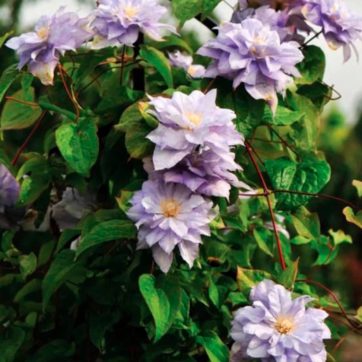 Powojnik Clematis Wielkokwiatowy Pełny Mazury - obrazek 2