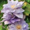 Powojnik Clematis Wielkokwiatowy Pełny Mazury
