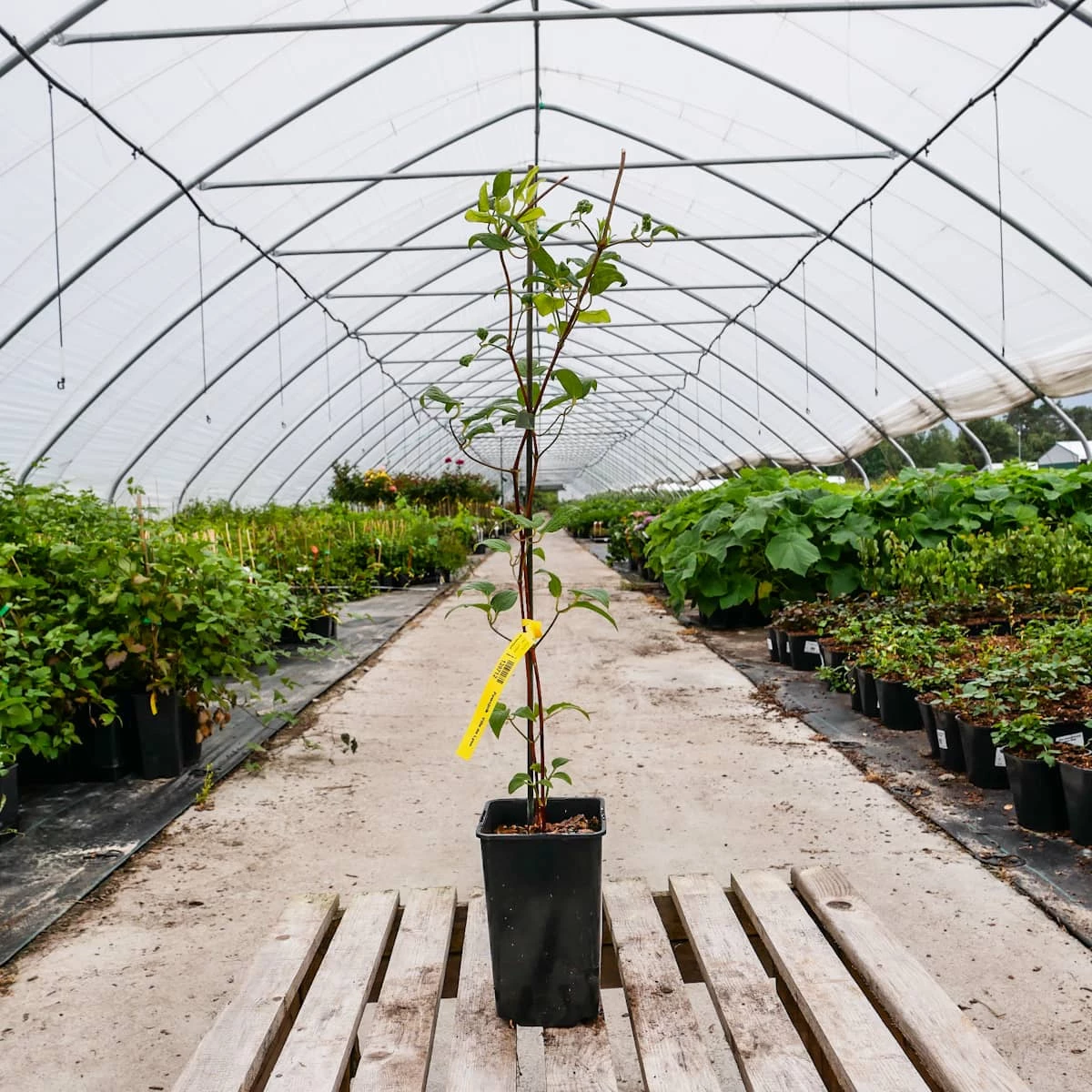 Powojnik Clematis Wielkokwiatowy Pełny Mazury - obrazek 3