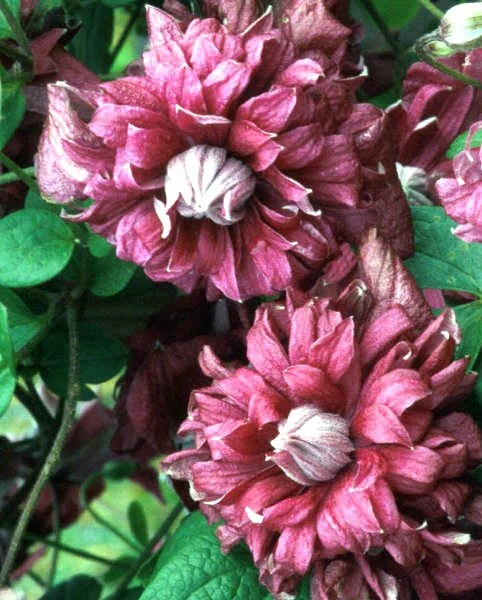 Powojnik Clematis Wielkokwiatowy Pełny Purpurea Plena Elegans - obrazek 4