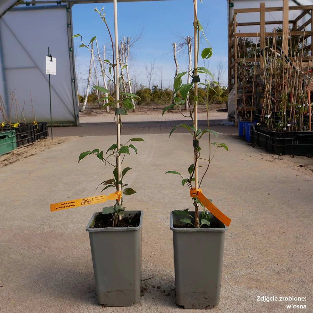 Powojnik Clematis Wielkokwiatowy Pełny Purpurea Plena Elegans - obrazek 3