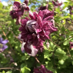 Powojnik Clematis Wielkokwiatowy Pełny Purpurea Plena Elegans