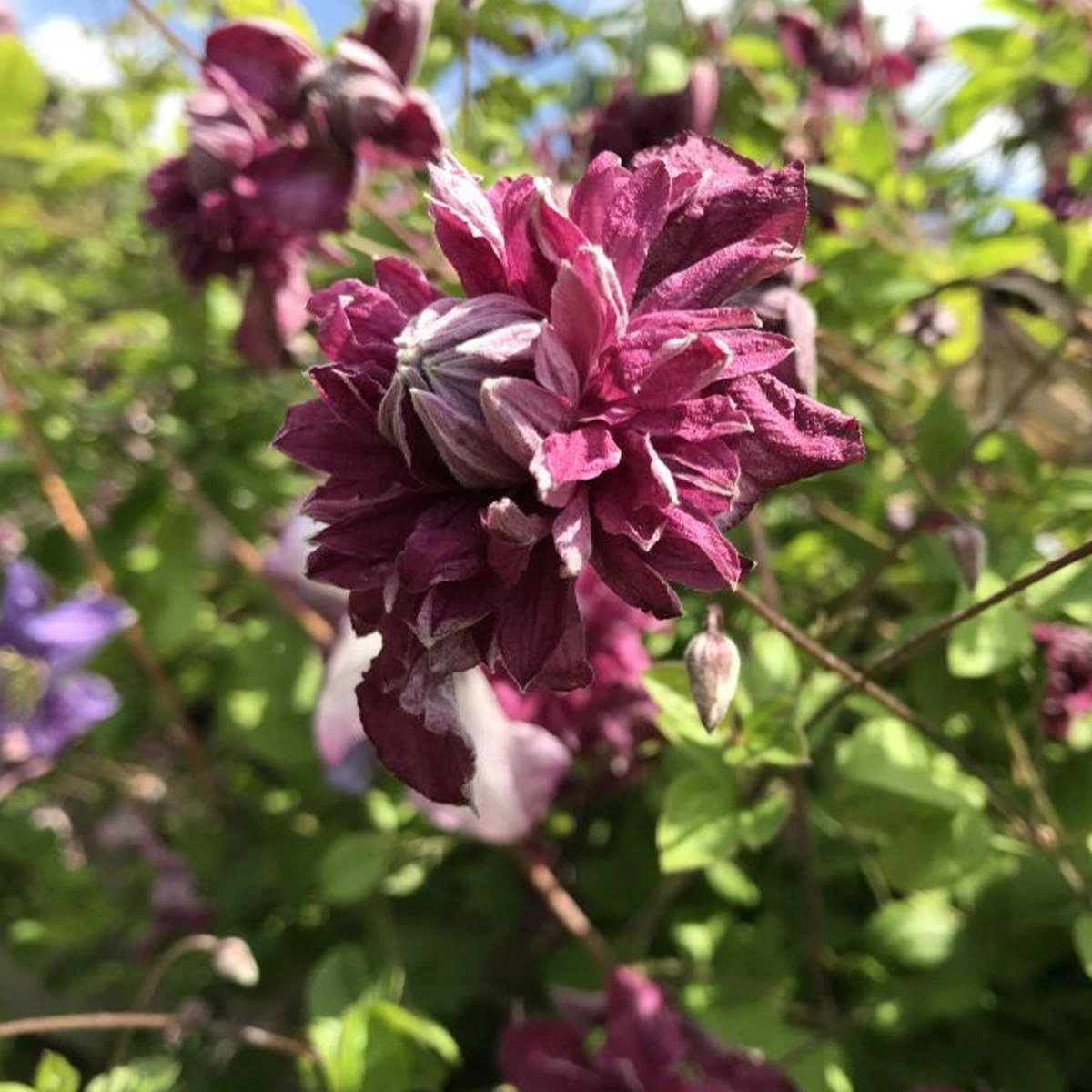 Powojnik Clematis Wielkokwiatowy Pełny Purpurea Plena Elegans