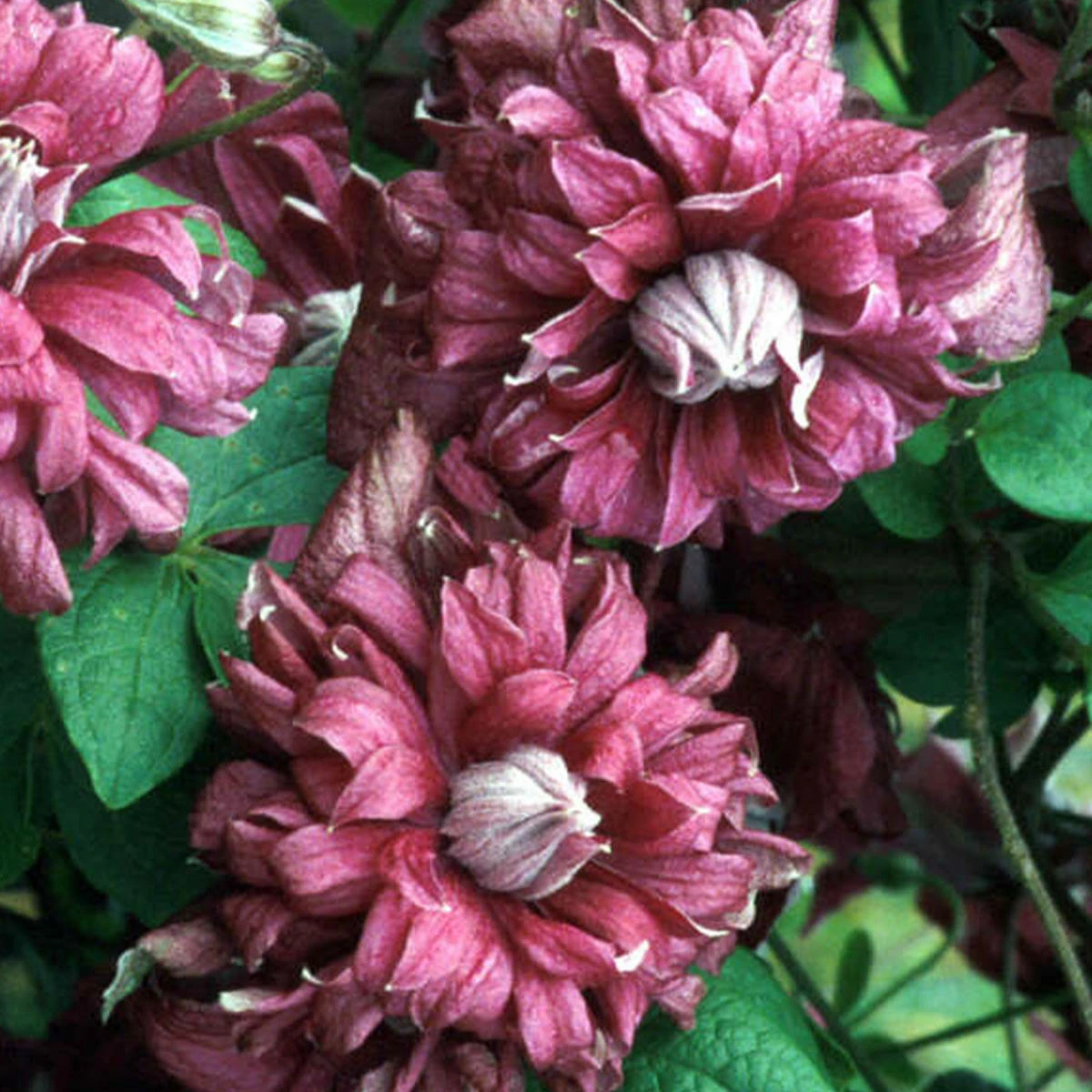 Powojnik Clematis Wielkokwiatowy Pełny Purpurea Plena Elegans - obrazek 2