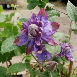 Powojnik Clematis Wielkokwiatowy Pełny Vyvyan Pennell