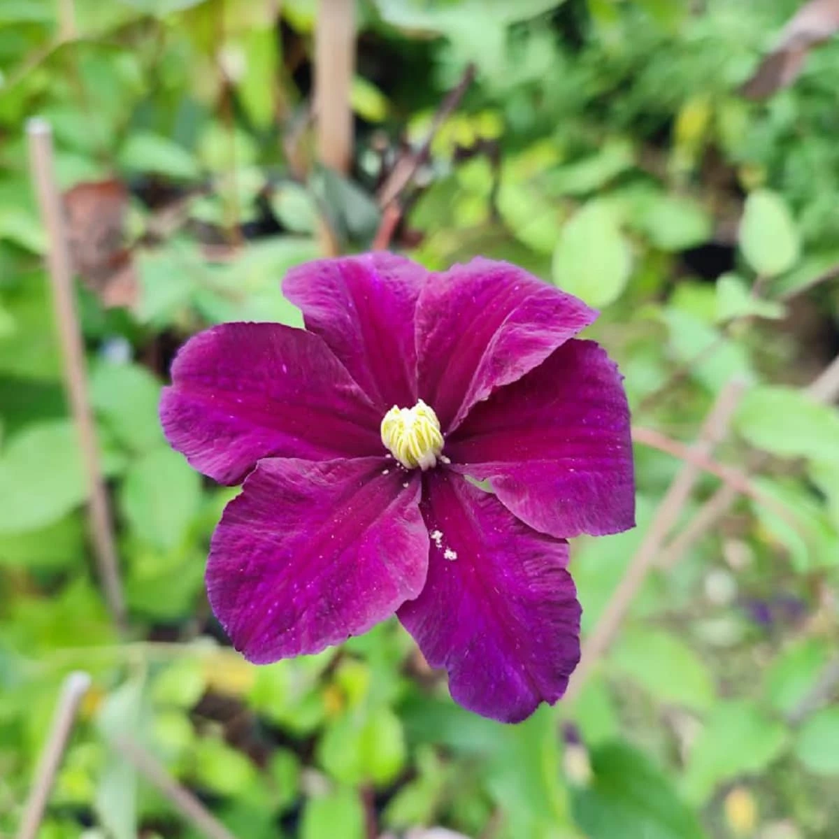 Powojnik Wielkokwiatowy Warszawska Nike - obrazek 2