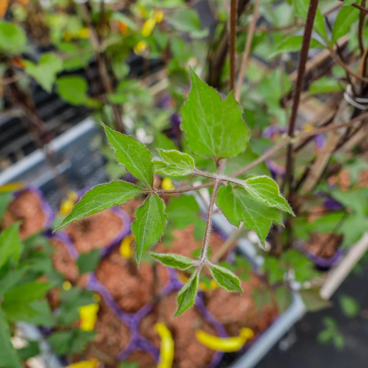 Powojnik Wielkokwiatowy Warszawska Nike - obrazek 5