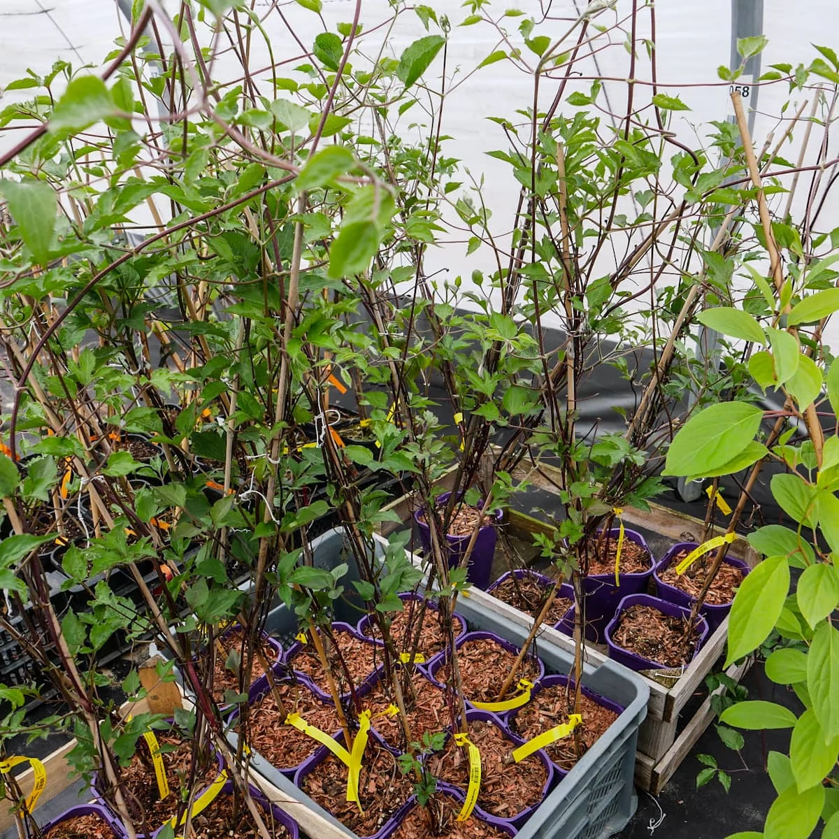 Powojnik Wielkokwiatowy Warszawska Nike - obrazek 4