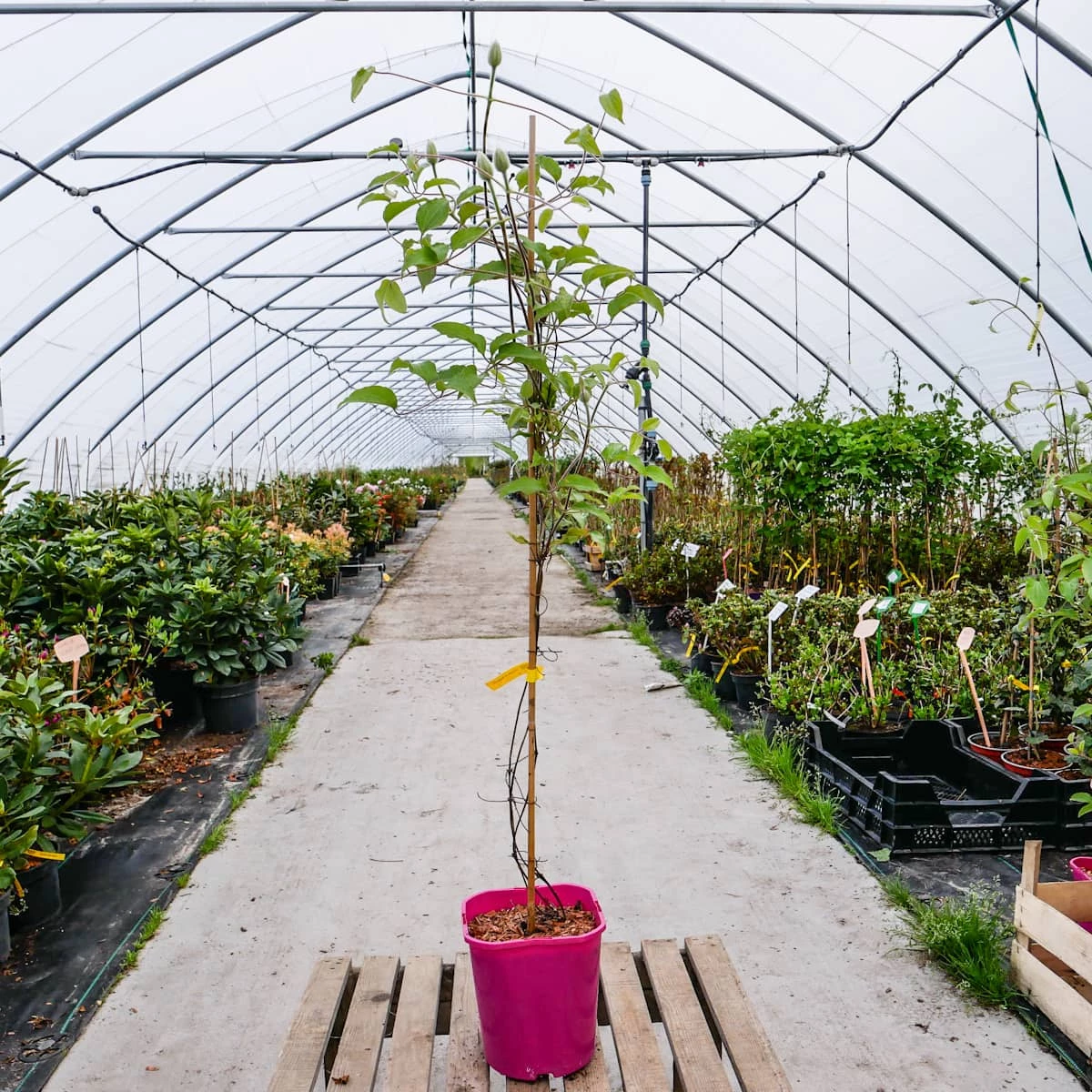 Powojnik Wielkokwiatowy Warszawska Nike - obrazek 3