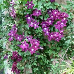 Powojnik Wielkokwiatowy Warszawska Nike