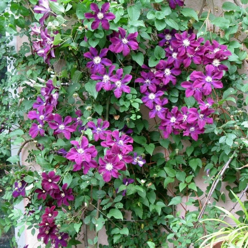 Powojnik Wielkokwiatowy Warszawska Nike