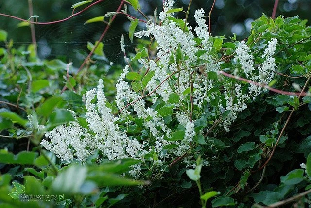 Rdest Auberta - obrazek 2