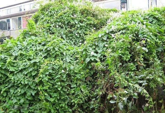 Rdest Auberta - obrazek 5