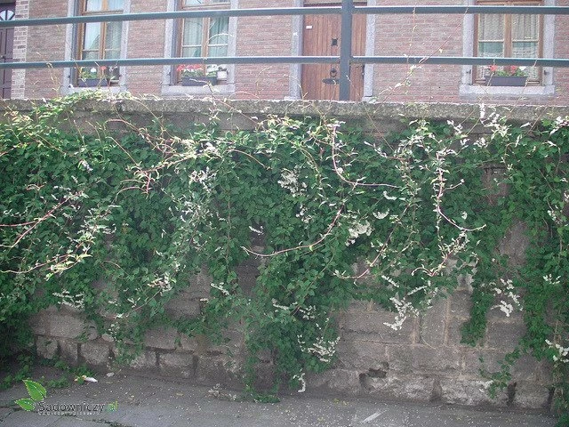 Rdest Auberta - obrazek 4