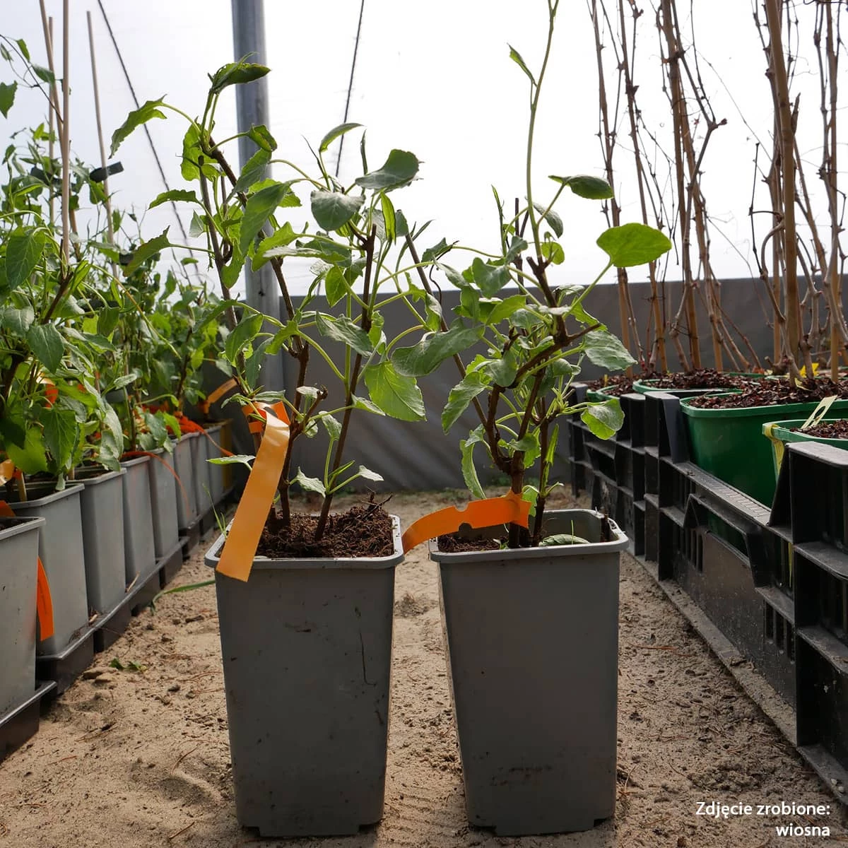 Rdest Auberta - obrazek 3