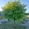 Robinia Akacjowa Akacja Złota Frisia