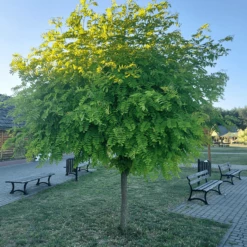 Robinia Akacjowa Akacja Z艂ota Frisia