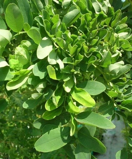 Robinia Akacjowa Twisty Baby Pa200 Szczepiona Na Pniu - obrazek 2