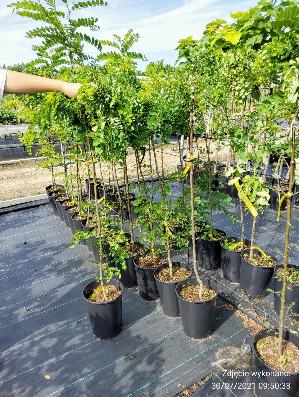 Robinia Akacjowa Twisty Baby Pa200 Szczepiona Na Pniu - obrazek 3