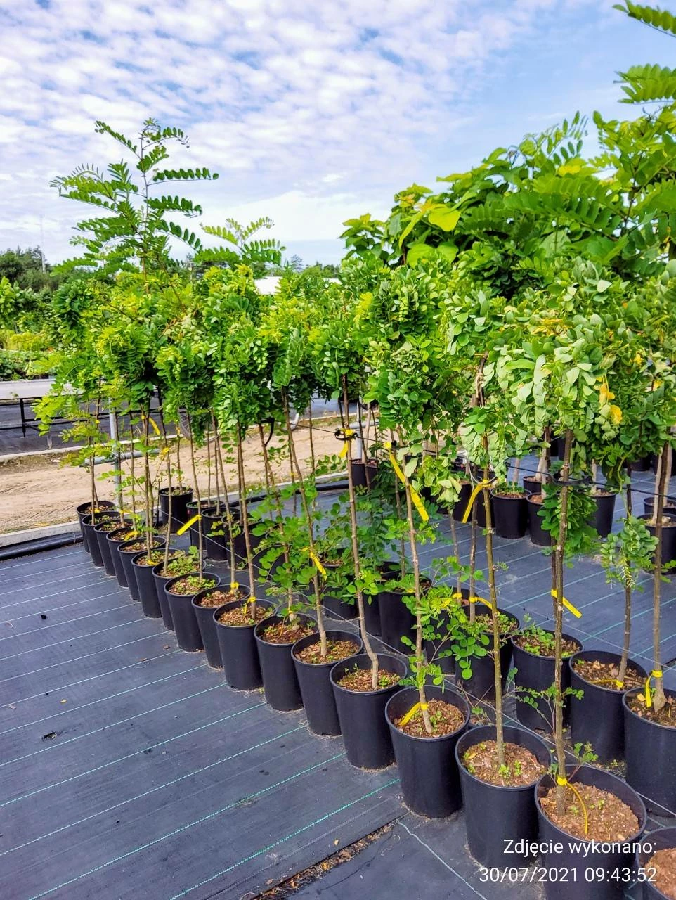 Robinia Akacjowa Twisty Baby Pa200 Szczepiona Na Pniu - obrazek 4