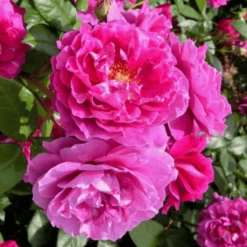 Róża Dart's Defender 'Defender'