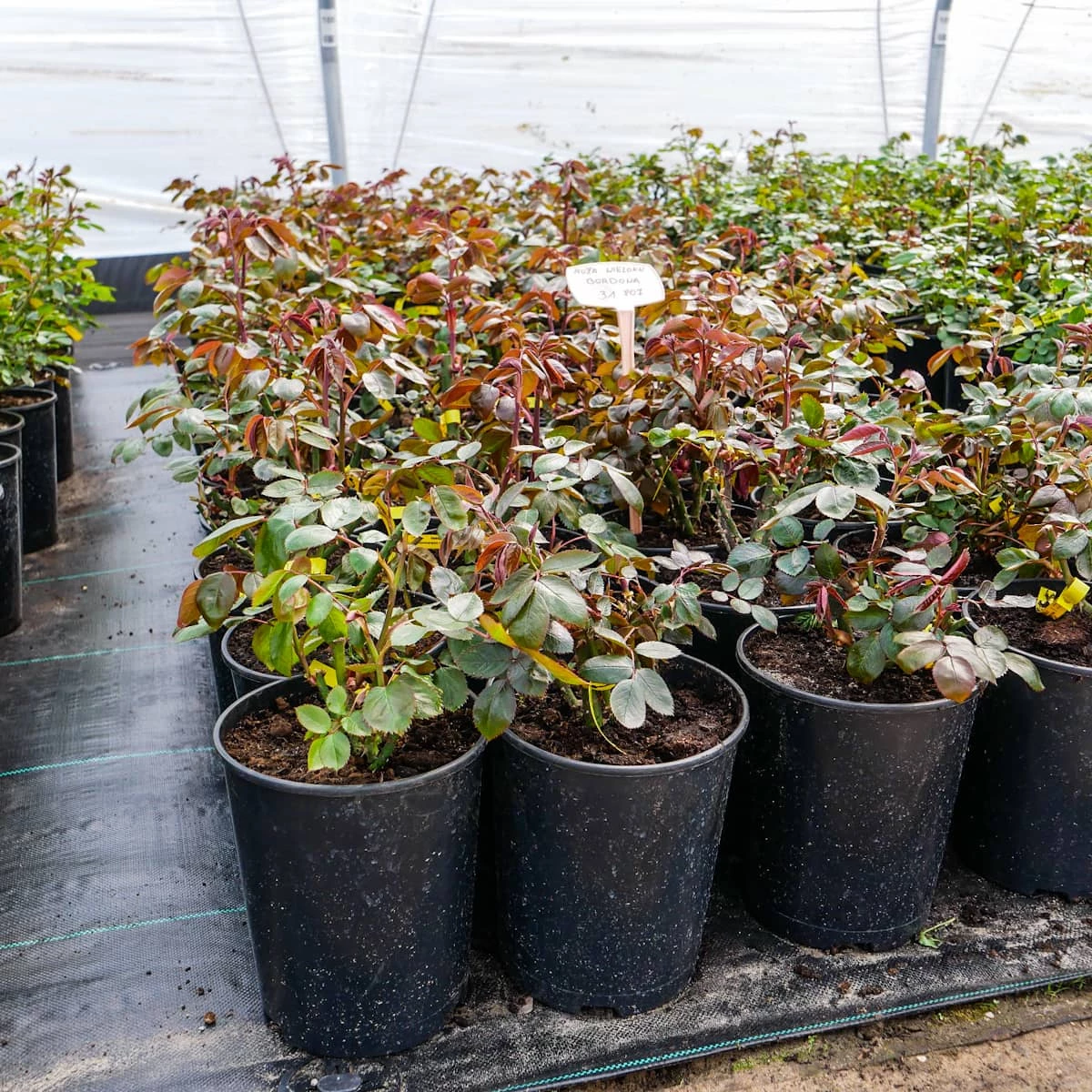 Róża 'Kronenborgh' Licencjonowana ® Wlk. Dwubarwna - obrazek 4