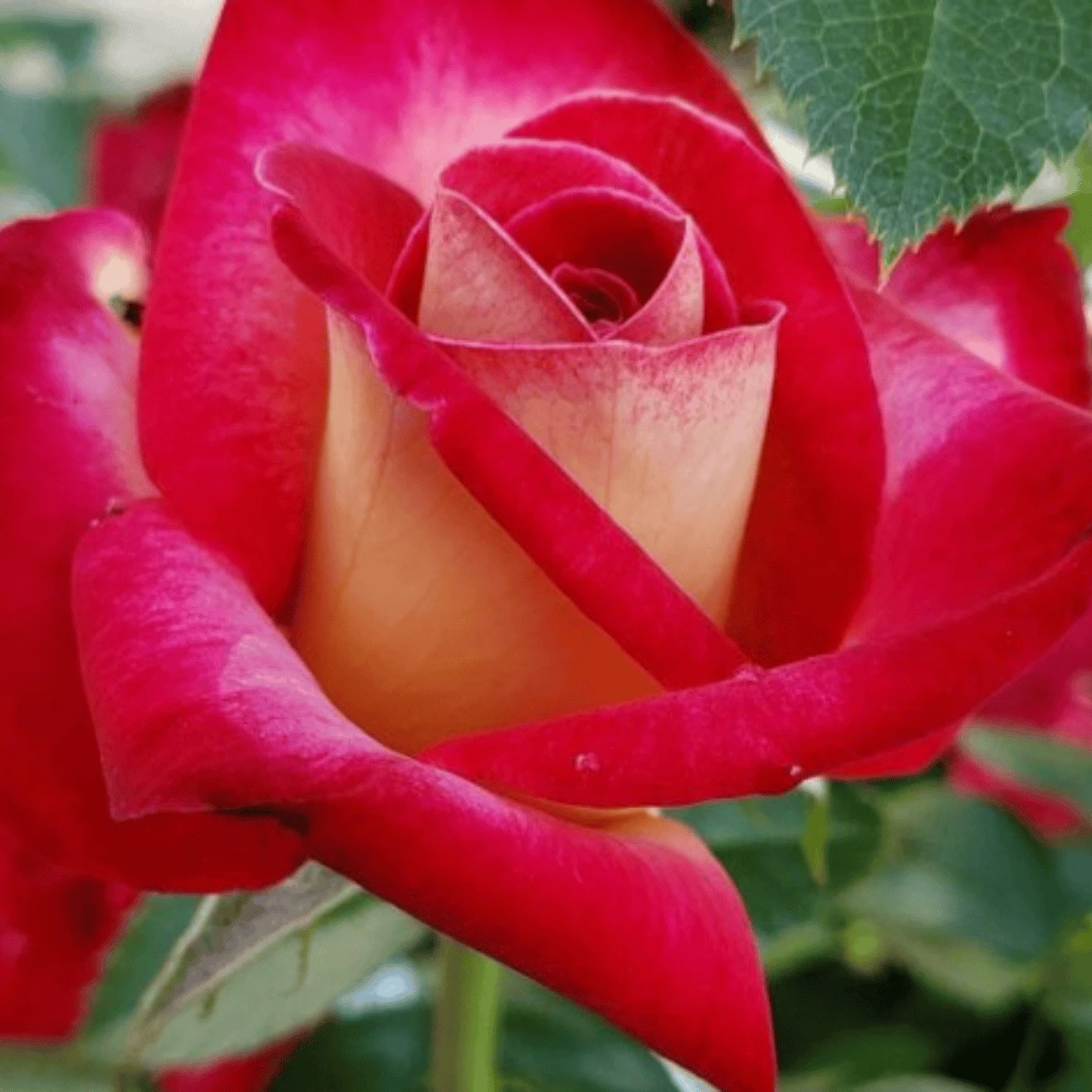 Róża 'Kronenborgh' Licencjonowana ® Wlk. Dwubarwna - obrazek 2