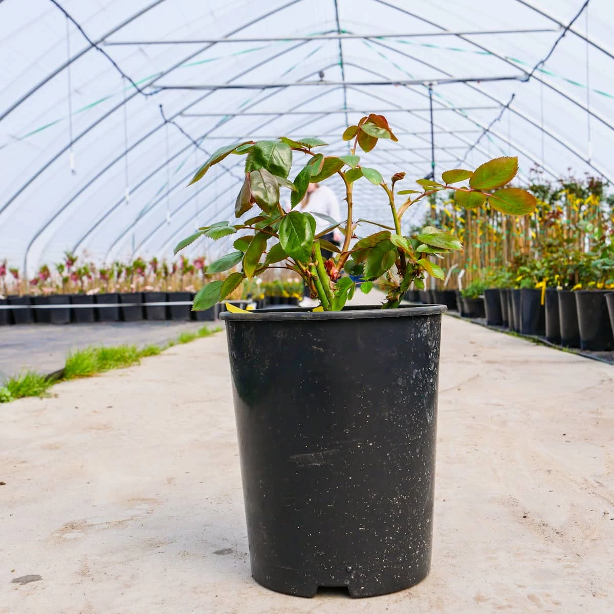 Róża 'Kronenborgh' Licencjonowana ® Wlk. Dwubarwna - obrazek 3