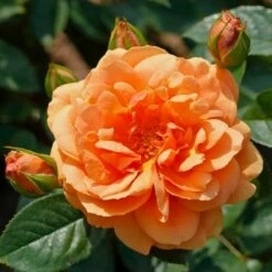 Róża Pnąca Skyline Pomarańczowa Balot