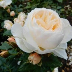 Róża Pnąca Uetersener Klosterrose Kremowa Balot