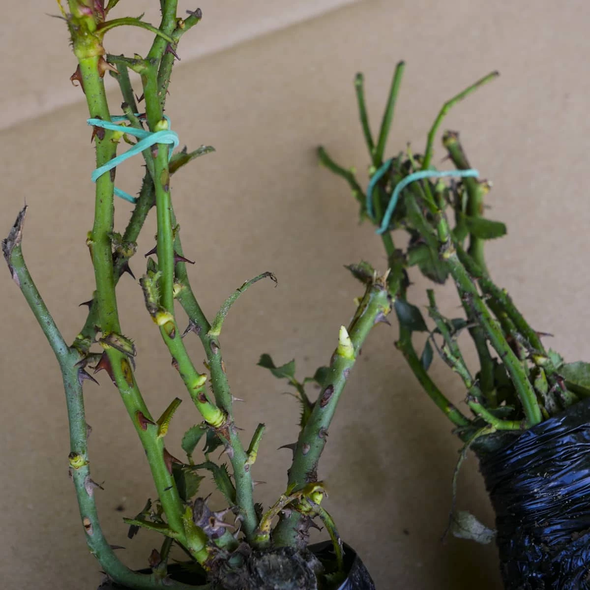 Róża Miniatura Corazon Czerwono-kremowa Balot - obrazek 4