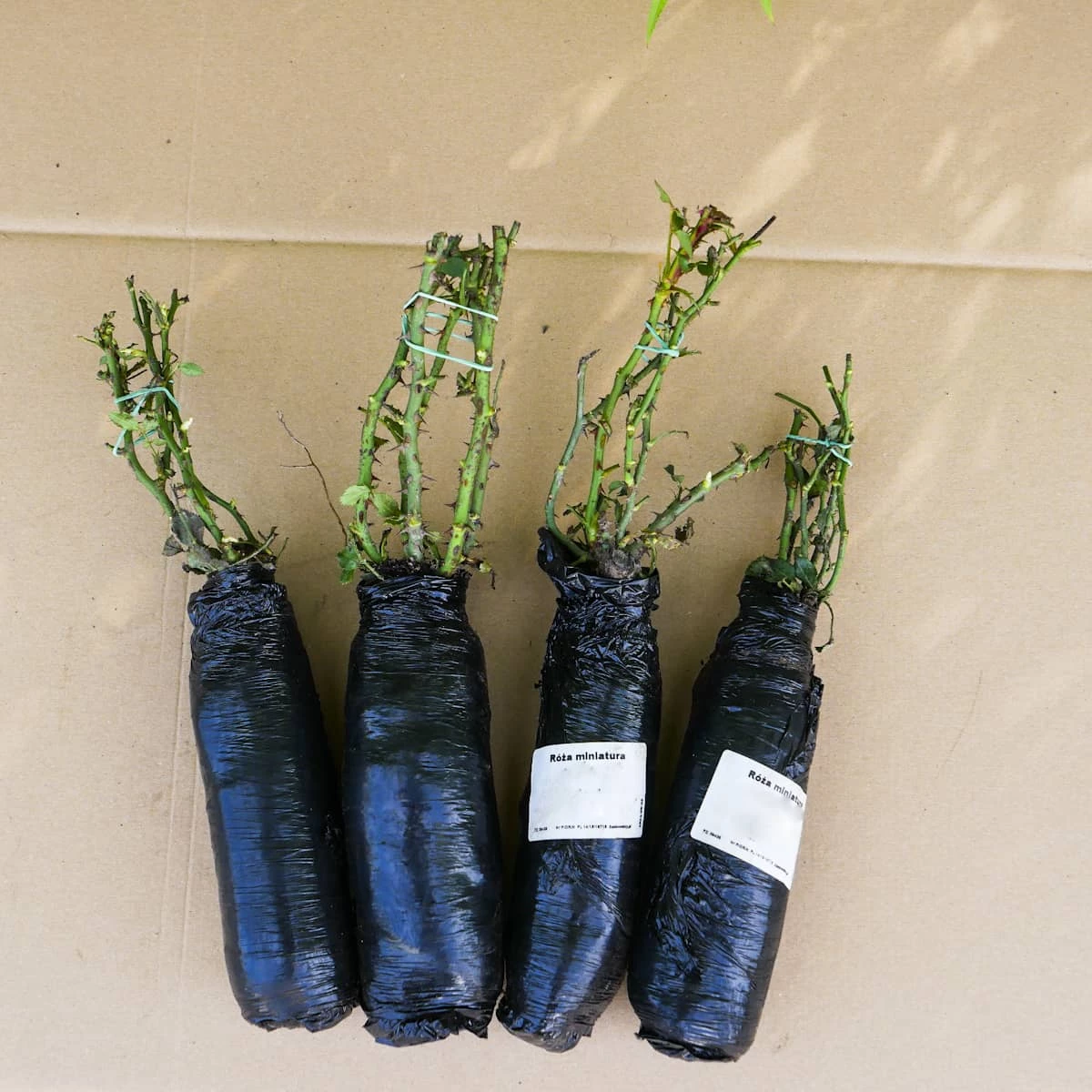 Róża Miniatura Corazon Czerwono-kremowa Balot - obrazek 3