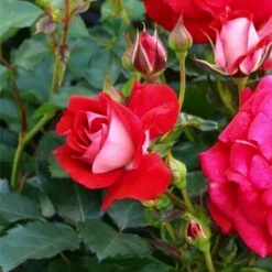 Róża Miniatura Corazon Czerwono-kremowa Balot