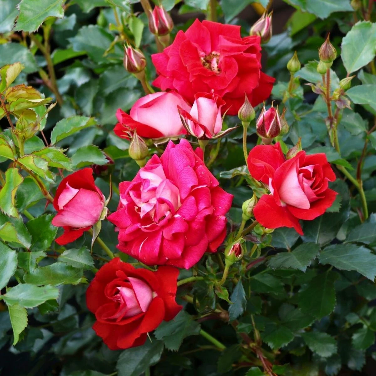 Róża Miniatura Corazon Czerwono-kremowa Balot - obrazek 2