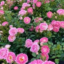 Róża Miniatura Flirt 2011 Kremowo-różowa Balot