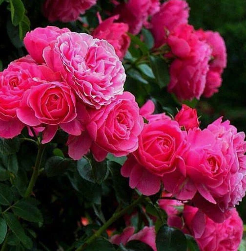 Róża Miniaturka Ciemny Róż Okrywowa W Balocie - obrazek 2