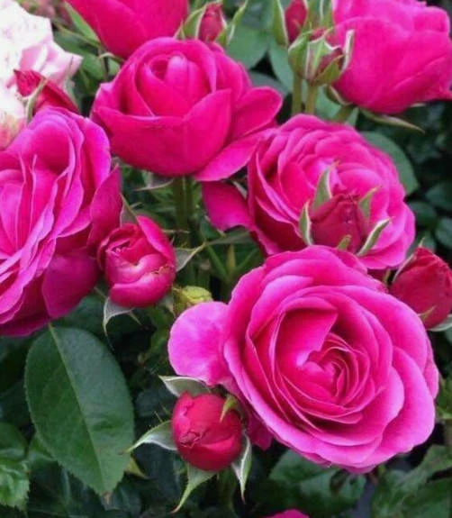 Róża Miniaturka Ciemny Róż Okrywowa W Balocie