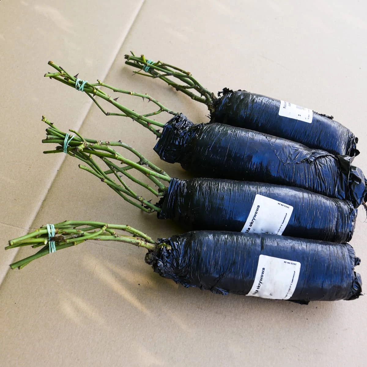 Róża Miniaturka Ciemny Róż Okrywowa W Balocie - obrazek 3