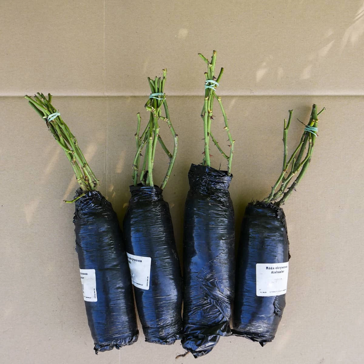 Róża Miniaturka Ciemny Róż Okrywowa W Balocie - obrazek 4