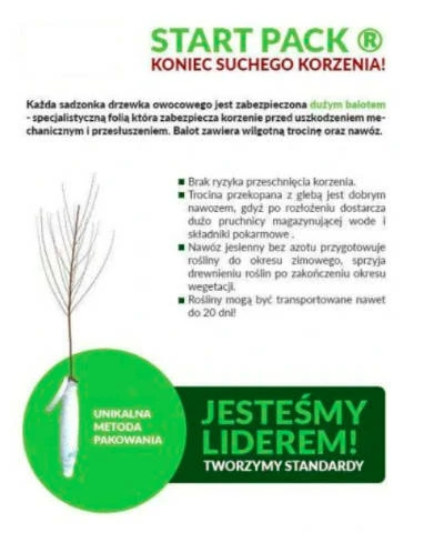 Róża Miniaturka Ciemny Róż Okrywowa W Balocie - obrazek 5