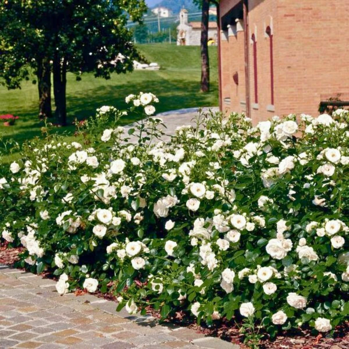 Róża Okrywowa Aspirin Rose Biała Balot - obrazek 2