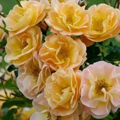 Róża Okrywowa Sedana Morelowo-kremowa Balot