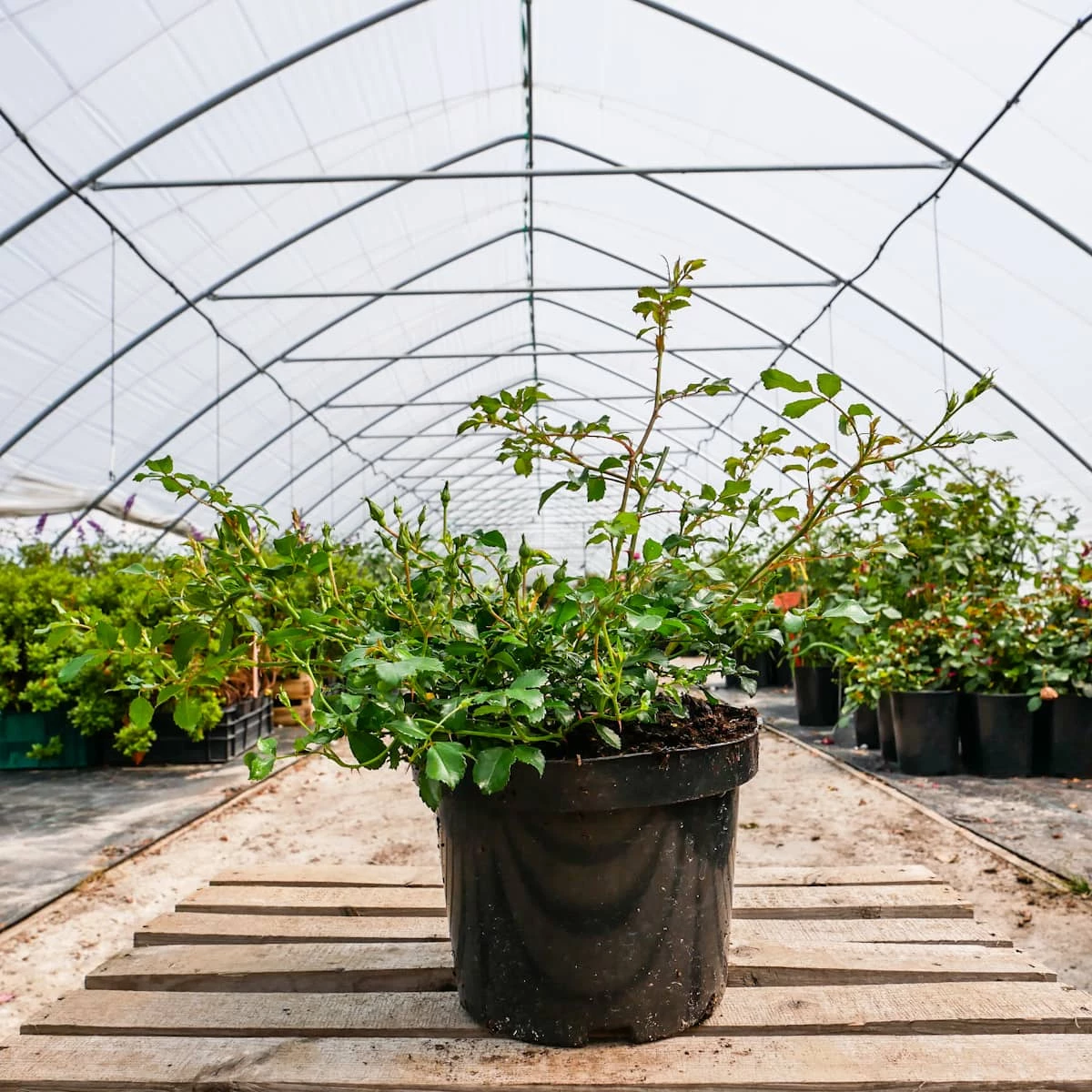 Róża Okrywowa Biała - obrazek 3