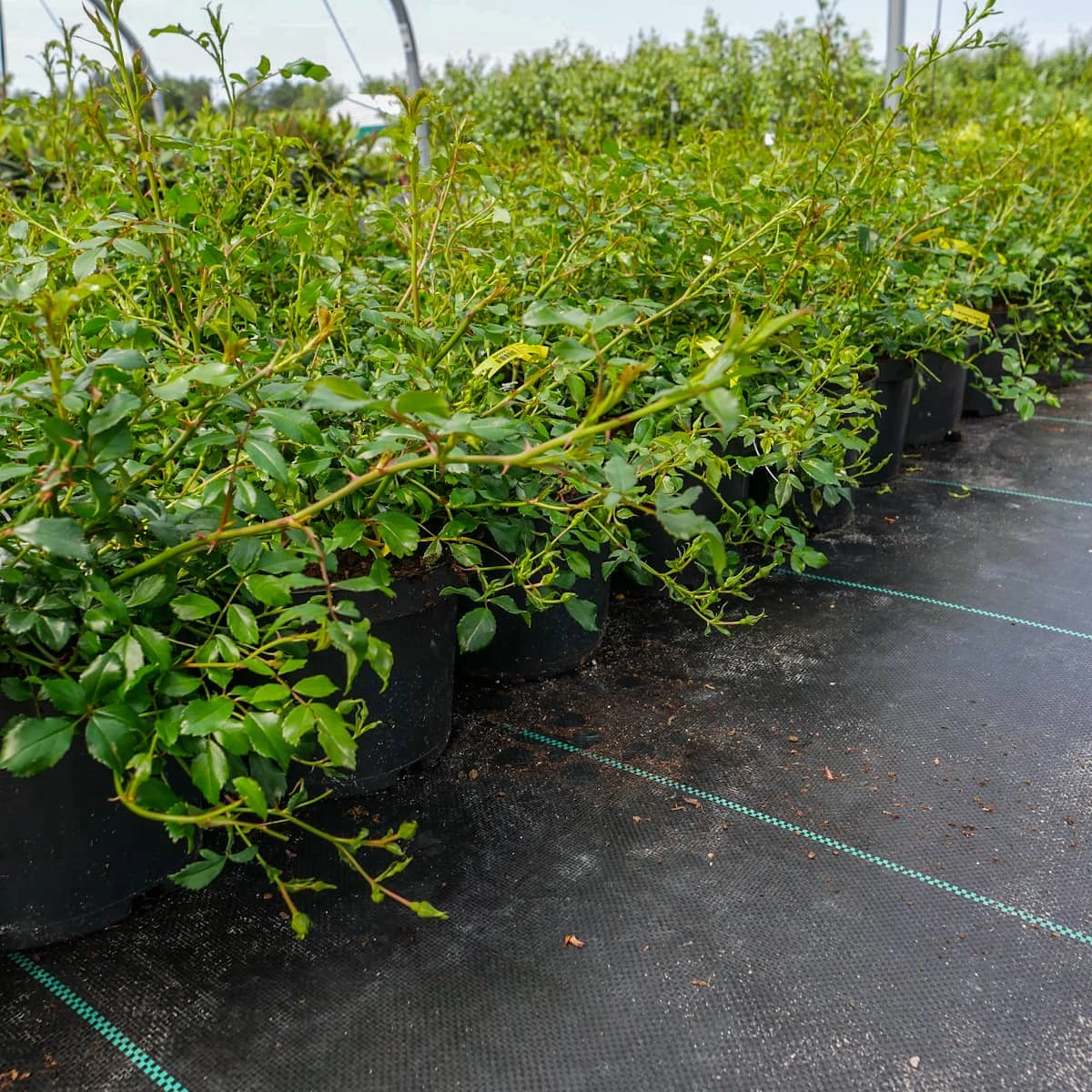 Róża Okrywowa Biała - obrazek 4