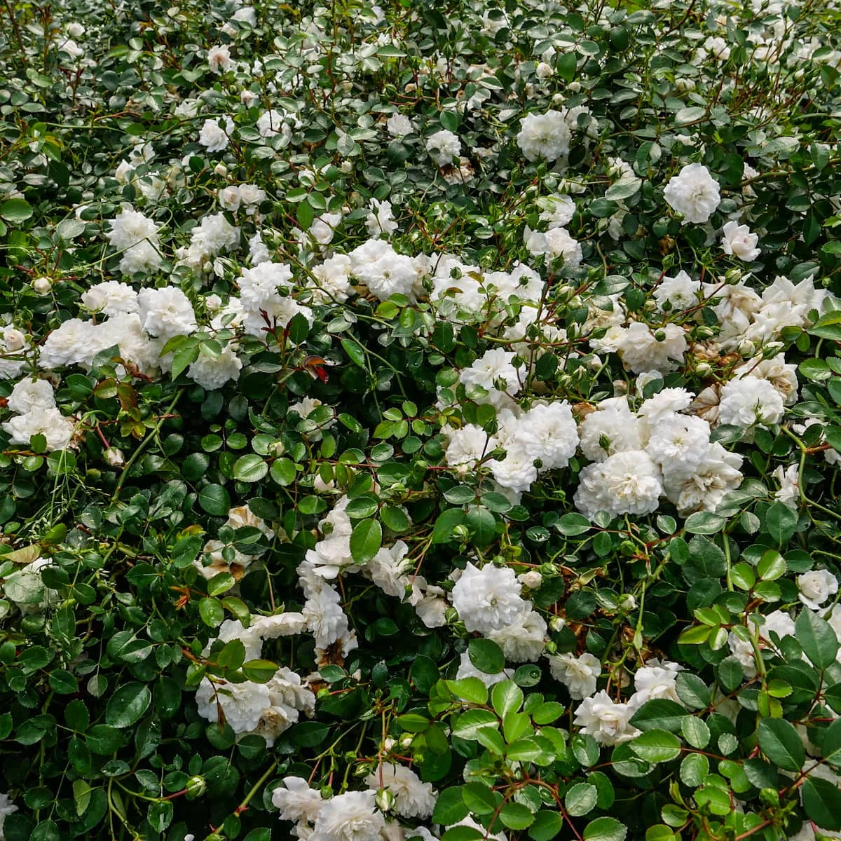 Róża Okrywowa Biała - obrazek 2