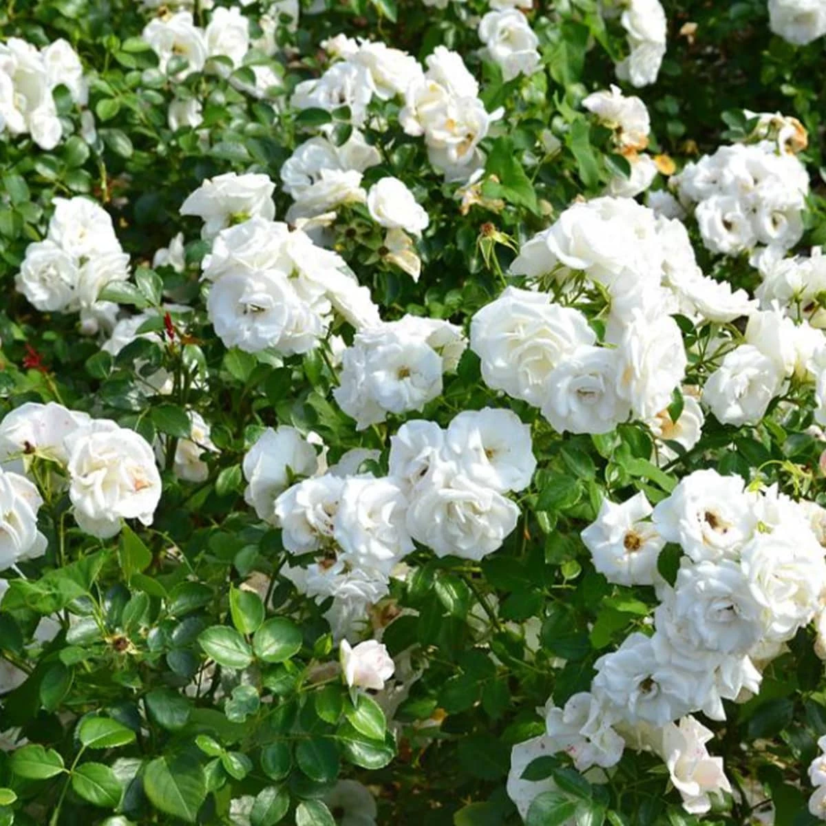 Róża Okrywowa Biała