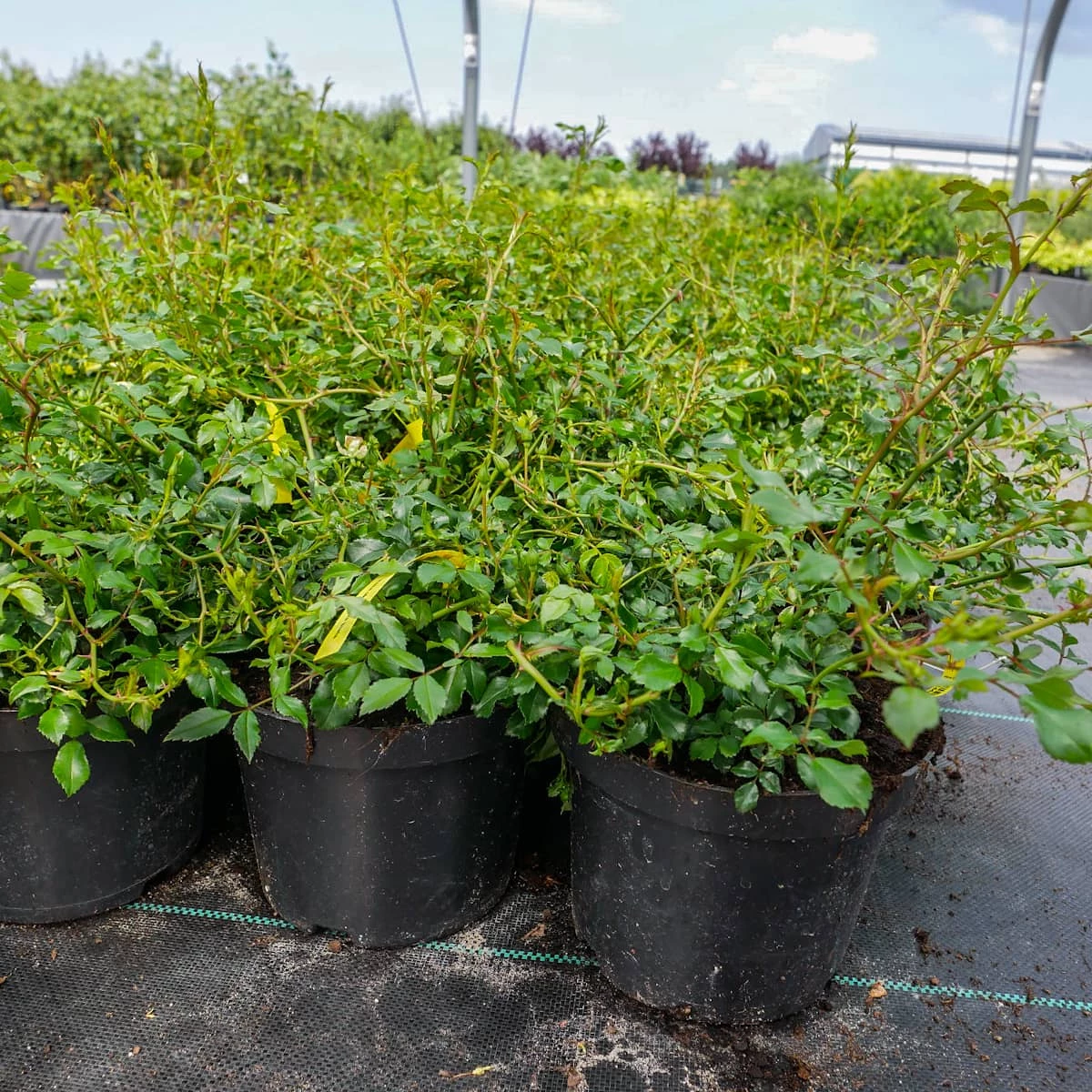 Róża Okrywowa Biała - obrazek 5